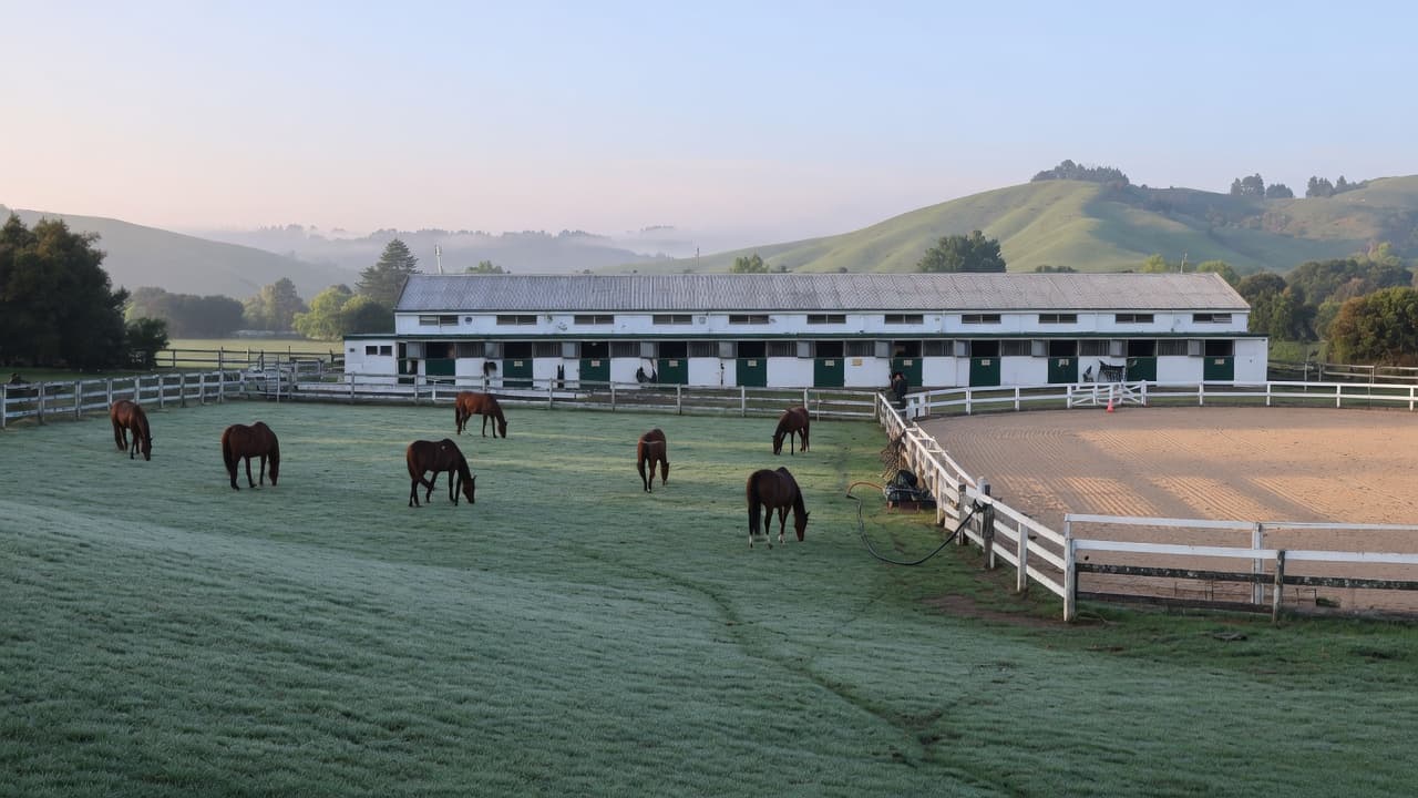 Horses grazing in front of a stable block on a stud farm